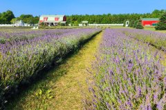 Frangrant-Isle-8
