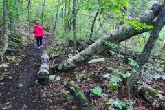 Penninsula-St-Park-Eagle-Trail-8