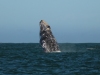 Whale-breeching-2