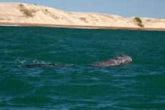 Whale-baby