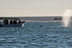 Whale-blowing-1