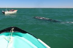 Whale-blowing-10
