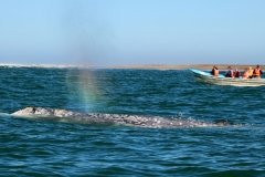 Whale-blowing-4