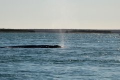 Whale-blowing-7