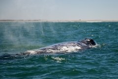 Whale-blowing-9
