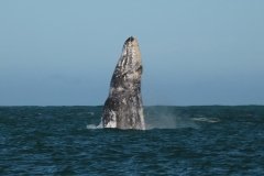 Whale-breeching-1