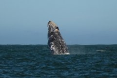 Whale-breeching-2