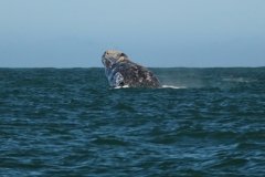 Whale-breeching-3
