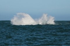 Whale-breeching-4
