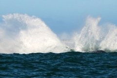 Whale-breeching-4a