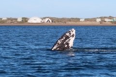 Whale-fin-1