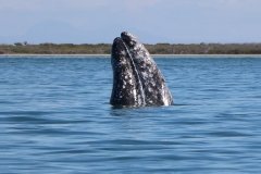 Whale-spying-1