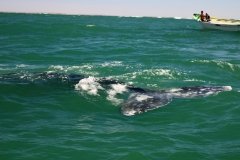 Whale-tail