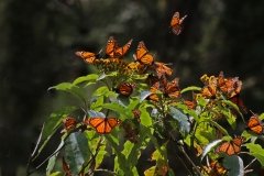 Cerro-Pelon-monarchs-7