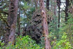 Cerro-Pelon-monarchs-cluster-1