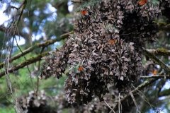Cerro-Pelon-monarchs-cluster-11