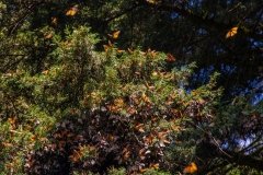 Cerro-Pelon-monarchs-cluster-4