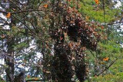 Cerro-Pelon-monarchs-cluster-7