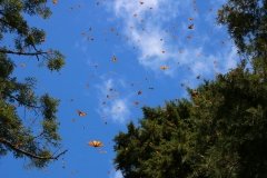 Cerro-Pelon-monarchs-sky-1