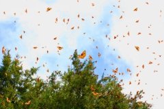 Cerro-Pelon-monarchs-sky-7