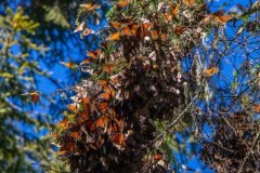 El-Rosario-monarchs-cluster-1-scaled