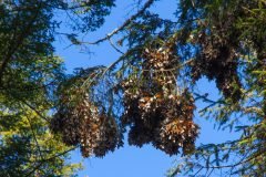 El-Rosario-monarchs-cluster-4-scaled