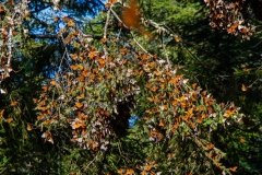 El-Rosario-monarchs-cluster-6