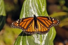 MG_8174-scaled