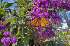 Monarch-on-heliotrope